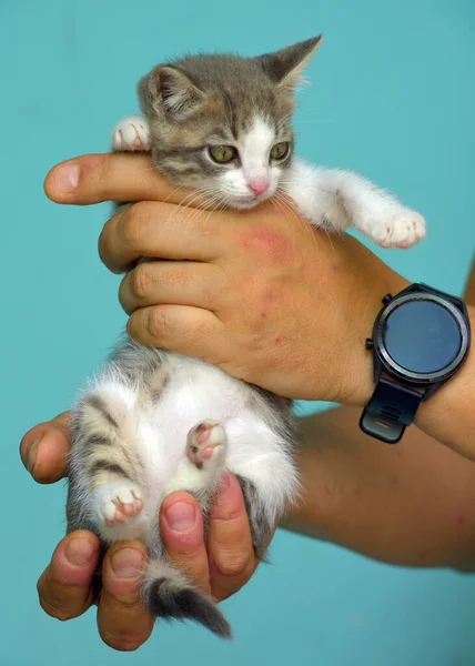 Gatito Blanco Gris Con Grandes Ojos Expresivos Las Manos — Foto de Stock