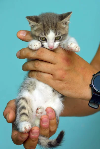 Gatito Blanco Gris Con Grandes Ojos Expresivos Las Manos —  Fotos de Stock