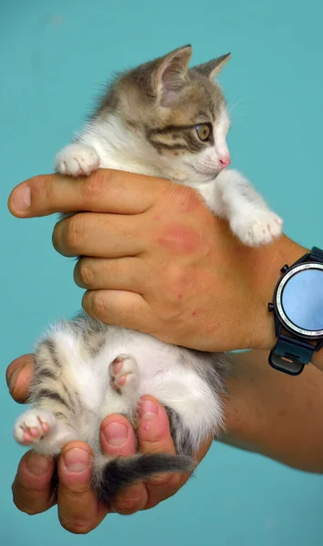 Gatinho Branco Cinza Com Grandes Olhos Expressivos Mãos — Fotografia de Stock