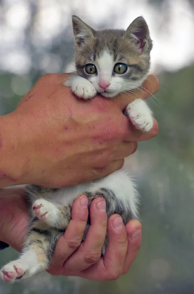 White Gray Kitten Big Expressive Eyes Hands — Stock Photo, Image
