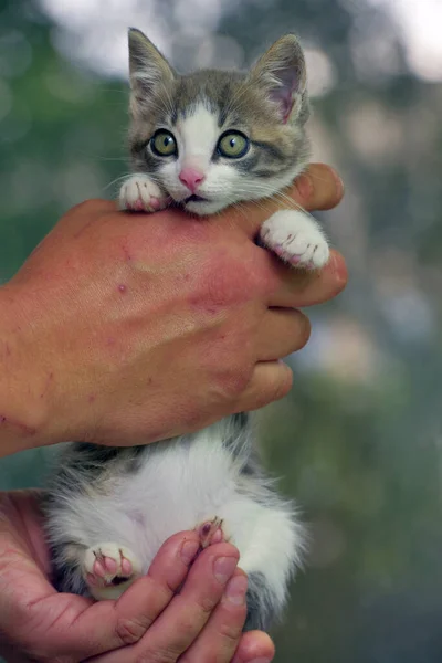 Weiße Und Graue Kätzchen Mit Großen Ausdrucksstarken Augen Den Händen — Stockfoto