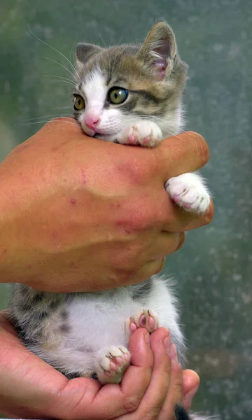 Wit Grijs Kitten Met Grote Expressieve Ogen Handen — Stockfoto