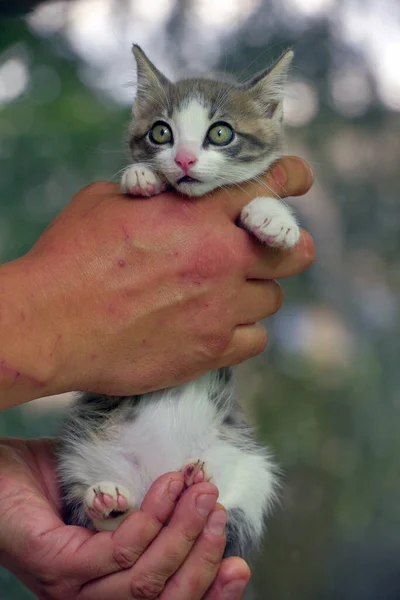Weiße Und Graue Kätzchen Mit Großen Ausdrucksstarken Augen Den Händen — Stockfoto