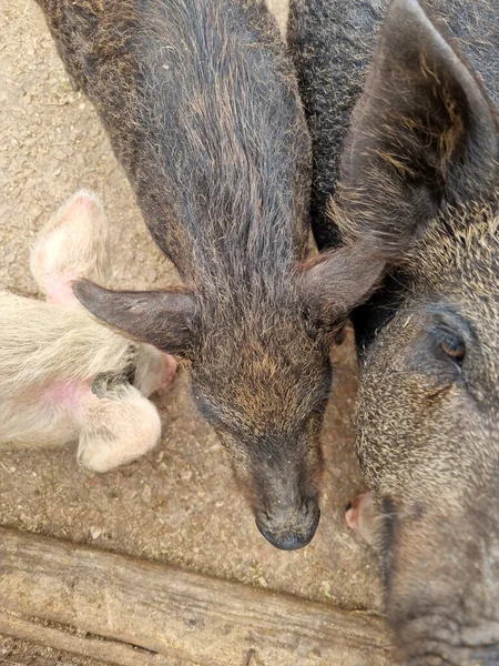 나무로 목장에서 여름을 보내는 돼지들 — 스톡 사진