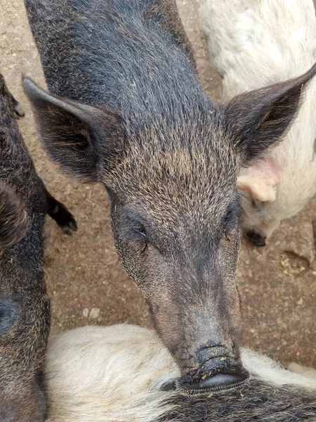 Porcs Été Dans Enclos Extérieur Bois Fermer — Photo