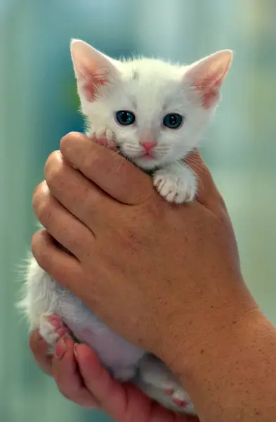 Cute Little White Kitten One Month Old Hands — Stock Photo, Image