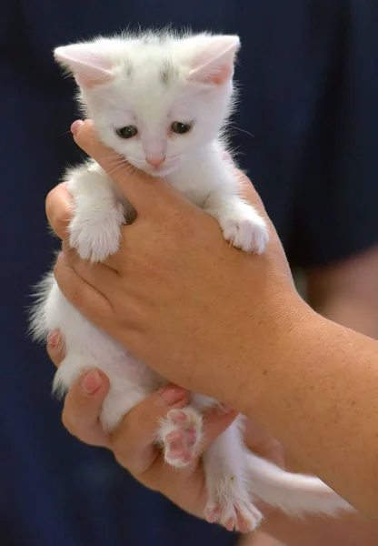 Cute Little White Kitten One Month Old Hands — Stock Photo, Image