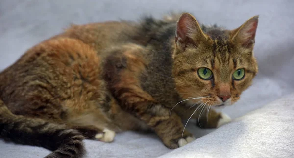 Striped Cat White Paws Green Eyes Couch — Stock Photo, Image