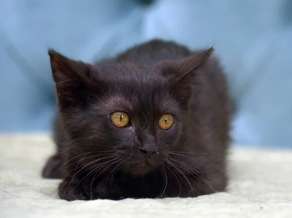 Black Kitten Wary Expression Muzzle Couch — Stock Photo, Image