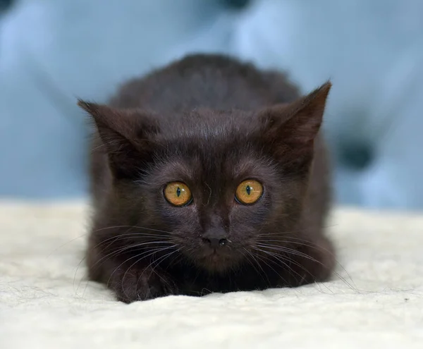 Černé Kotě Ostražitým Výrazem Čenichu Gauči — Stock fotografie