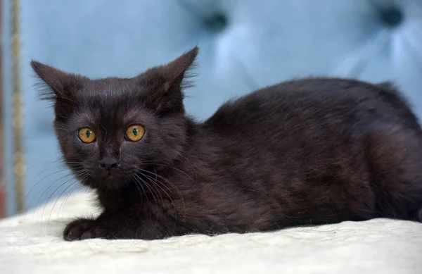 Schwarzes Kätzchen Mit Vorsichtigem Gesichtsausdruck Der Schnauze Auf Der Couch — Stockfoto