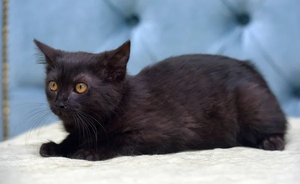 Siyah Kedi Yavrusu Kanepenin Üzerindeki Ağızlık Ifadesiyle — Stok fotoğraf