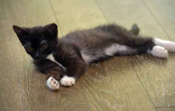 白い可愛いですかわいい子猫と黒子猫 — ストック写真