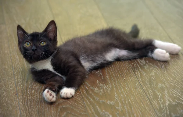Schwarzes Kätzchen Mit Weißem Niedlichen Kleinen Kätzchen — Stockfoto