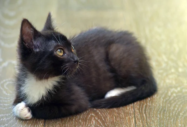 Preto Gatinho Com Branco Bonito Adorável Pouco Gatinho — Fotografia de Stock