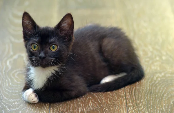 Chaton Noir Avec Blanc Mignon Adorable Petit Chaton — Photo