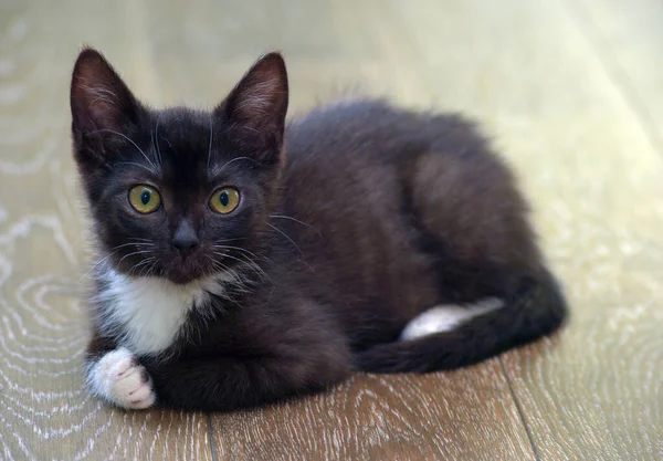 Preto Gatinho Com Branco Bonito Adorável Pouco Gatinho — Fotografia de Stock