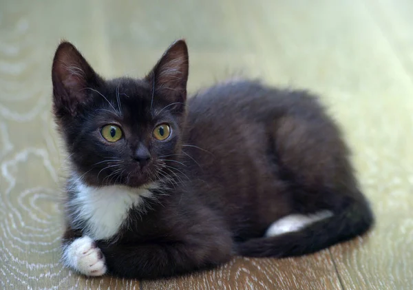 Negro Gatito Con Blanco Lindo Adorable Poco Gatito —  Fotos de Stock