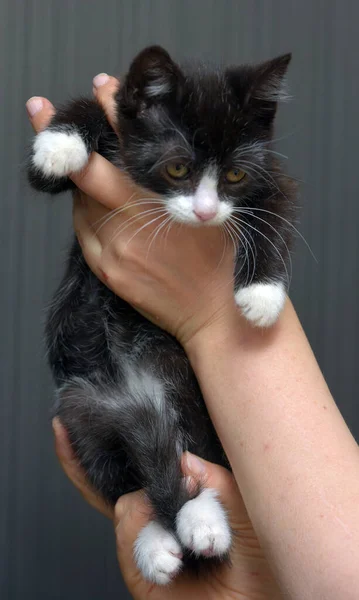 Zwart Katje Met Wit Schattig Klein Katje — Stockfoto