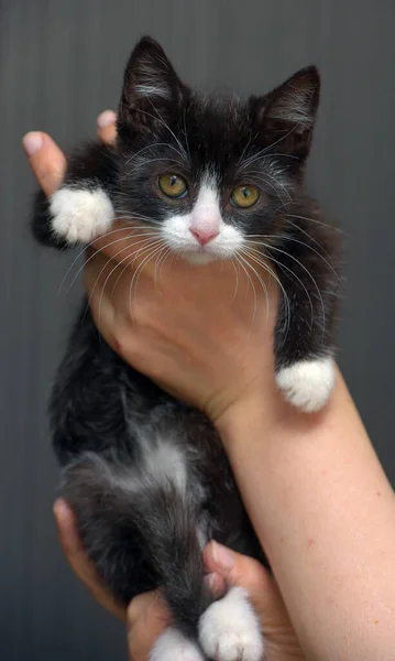Zwart Katje Met Wit Schattig Klein Katje — Stockfoto