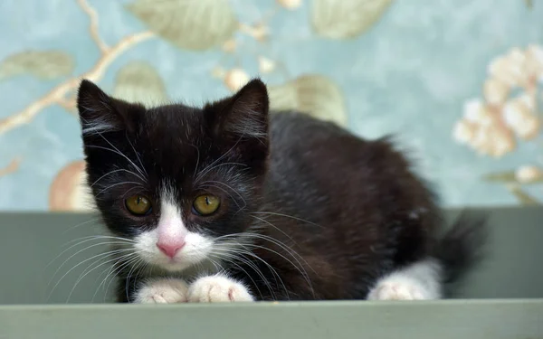 Чорний Кошеня Білим Милим Чарівним Маленьким Кошеням — стокове фото