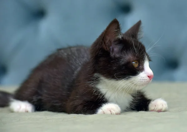 Black Kitten White Cute Adorable Little Kitten — Stock Photo, Image