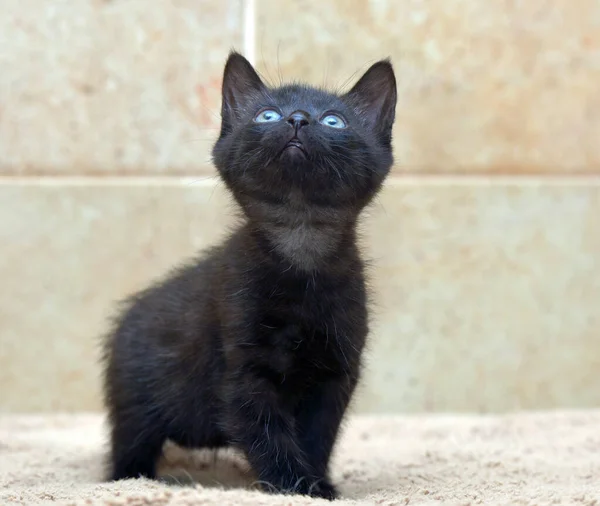 Αξιολάτρευτο Μαύρο Μικρό Γατάκι Από Κοντά Φωτογραφία — Φωτογραφία Αρχείου