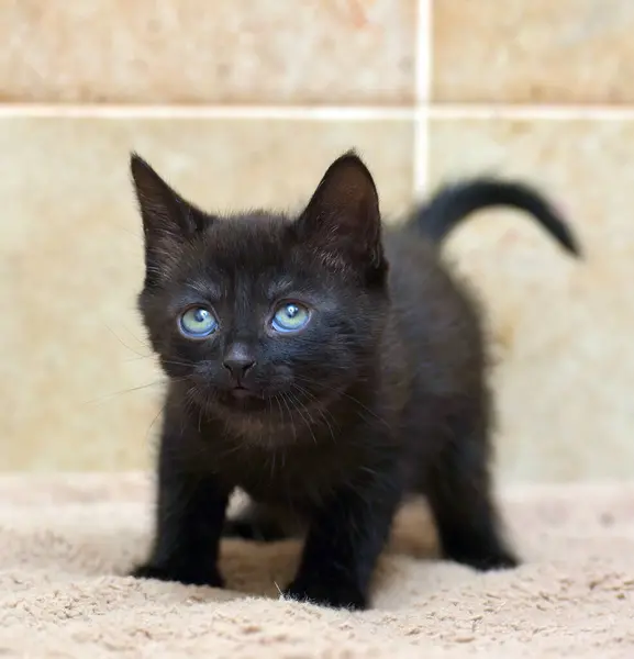 Schattig Zwart Klein Kitten Close Foto — Stockfoto