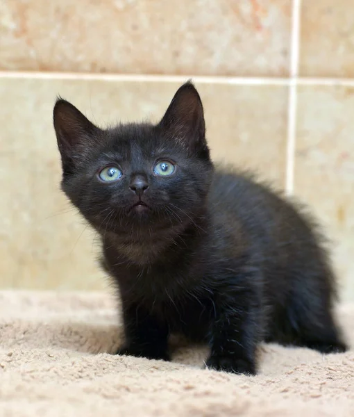 Adorável Preto Pouco Gatinho Close Foto — Fotografia de Stock