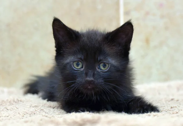 Bedårende Svart Liten Kattunge Nært Hold – stockfoto