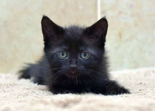 Adorable Negro Pequeño Gatito Primer Plano Foto —  Fotos de Stock