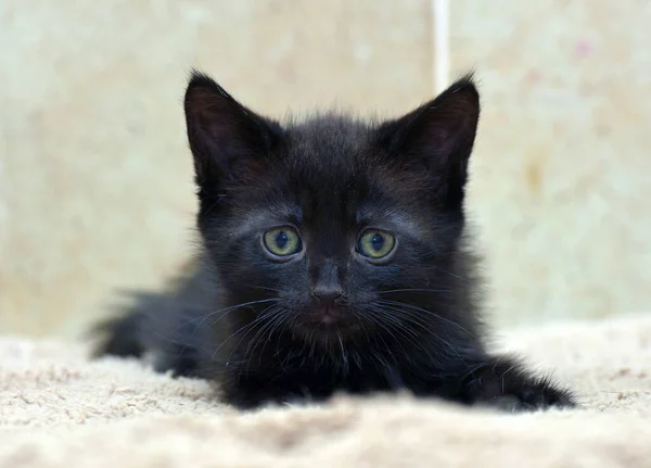 Adorable Black Little Kitten Close Photo — Stock Photo, Image