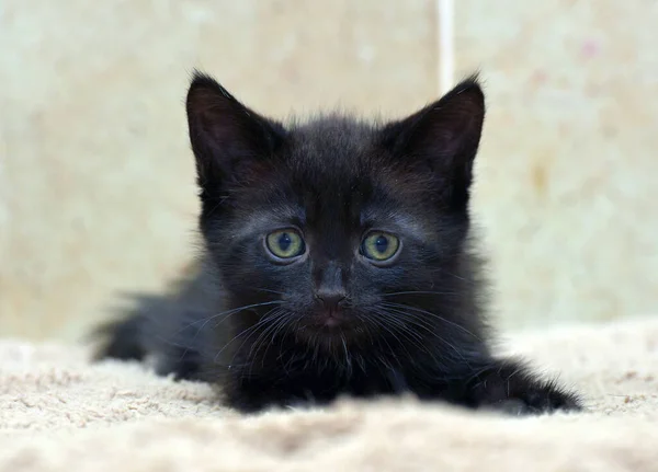 Bedårande Svart Liten Kattunge Närbild — Stockfoto