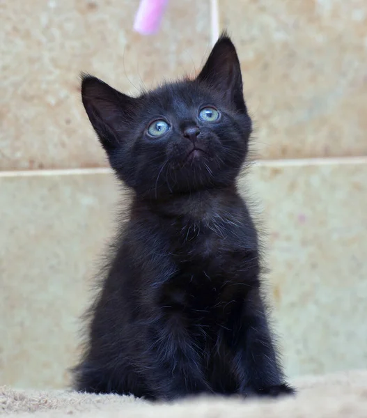 Uroczy Czarny Mały Kotek Zbliżenie Się Zdjęcie — Zdjęcie stockowe