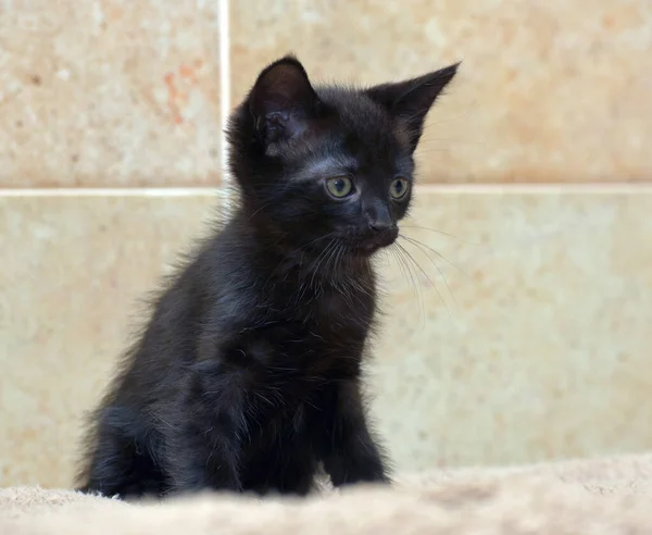 Чарівний Чорний Маленький Кошеня Крупним Планом Фото — стокове фото