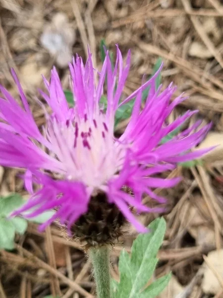 Цветение Фиолетового Цветка Чертополоха Узком Фокусе — стоковое фото