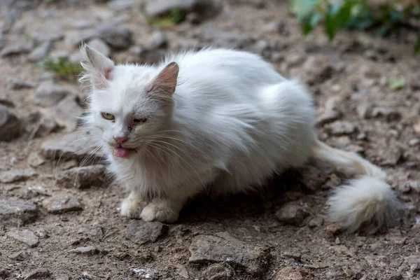 unhappy homeless sick white cat on the street