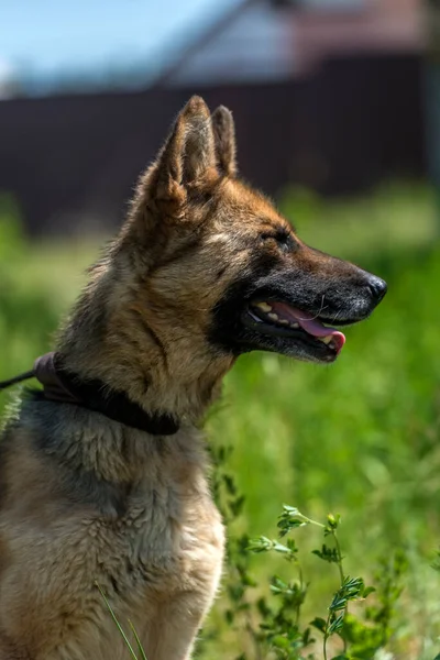 Jovem Cão Pastor Alemão Cego Abrigo Animal — Fotografia de Stock