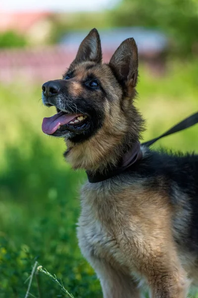 Giovane Cane Pastore Tedesco Cieco Rifugio Animali — Foto Stock