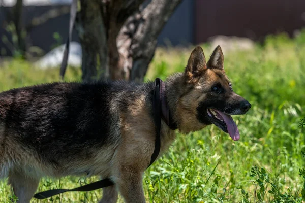 Νεαρός Τυφλός Γερμανικός Ποιμενικός Σκύλος Στο Καταφύγιο Ζώων — Φωτογραφία Αρχείου