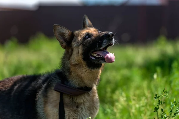 Perro Pastor Alemán Ciego Joven Refugio Animales —  Fotos de Stock