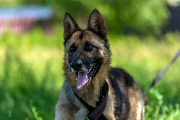 Young Blind German Shepherd Dog Animal Shelter — Stock Photo, Image