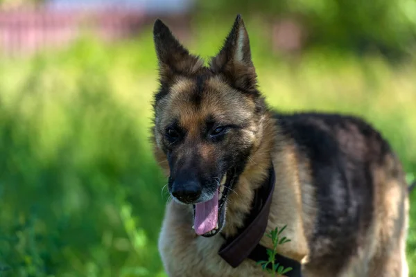Νεαρός Τυφλός Γερμανικός Ποιμενικός Σκύλος Στο Καταφύγιο Ζώων — Φωτογραφία Αρχείου