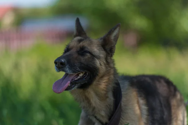young blind german shepherd dog at animal shelter