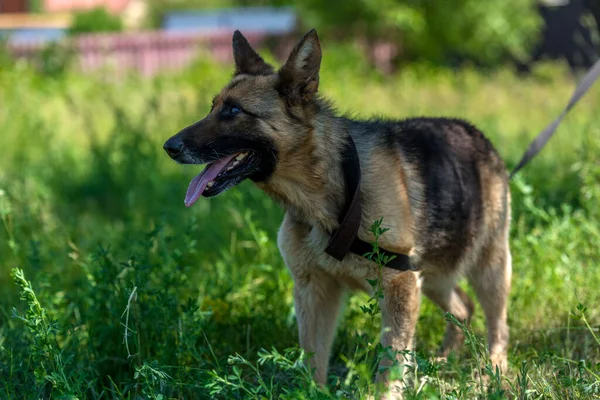 Perro Pastor Alemán Ciego Joven Refugio Animales —  Fotos de Stock