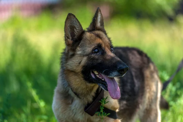 Genç Kör Alman Çoban Köpeği Hayvan Barınağında — Stok fotoğraf