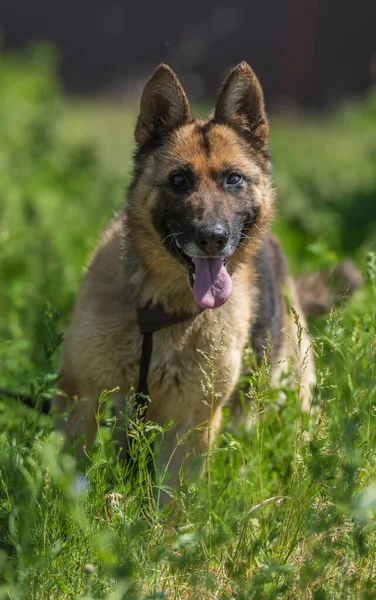 Ung Blind Tysk Herde Hund Djurhem — Stockfoto