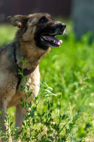 Young Blind German Shepherd Dog Animal Shelter — Stock Photo, Image