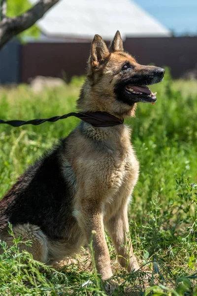 Perro Pastor Alemán Ciego Joven Refugio Animales —  Fotos de Stock