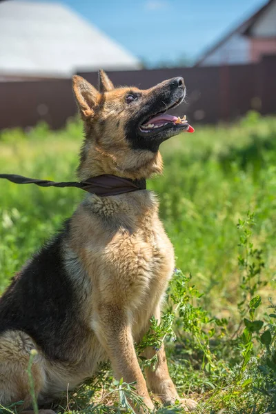 動物保護施設にいる若いドイツ人盲導犬 — ストック写真